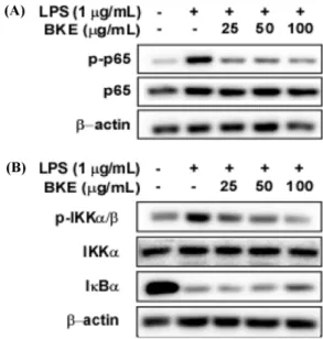 Fig 5.  Effects of BKE on LPS-induced p65 translocation from cytosol to nucleus in RAW 264.7 cells