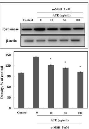 Fig. 6.  Inhibitory effect of  Allium tuberosum root extract (ATE) on elastase. The elastase activity assay was performed with porcine pancreatic elastase