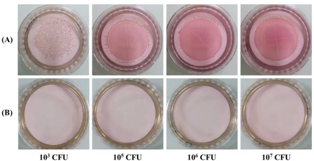 Fig. 2.  Culture images of filtered membranes on modified Oxford medium agar from 4 liter of distilled water inoculated by various concentrations of Listeria monocytogenes KCTC 13064