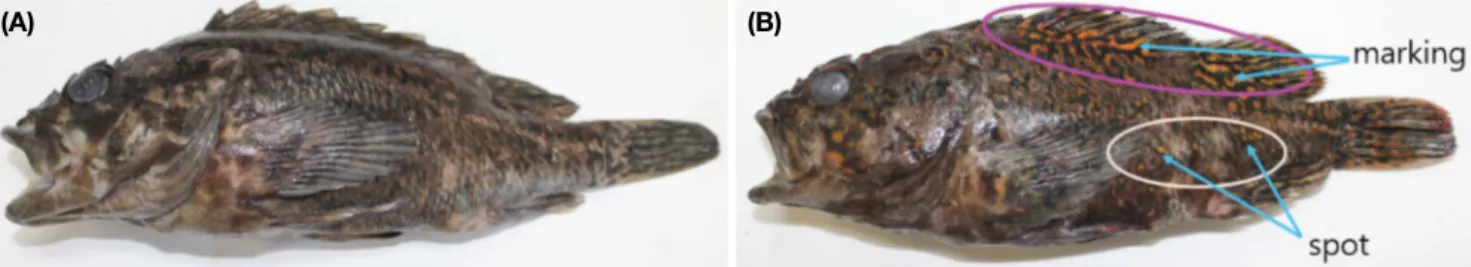 Fig. 1.  Two skin color types of blass bloched rockfish (Sebastes pachycephalus) for RNA-seq analysis
