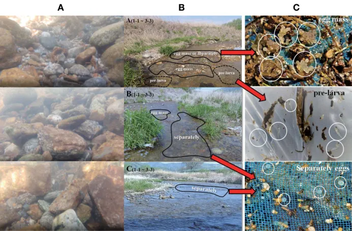 Fig. 8.  Underwater photography and collected egg types (egg mass, separately eggs) of spawning sites