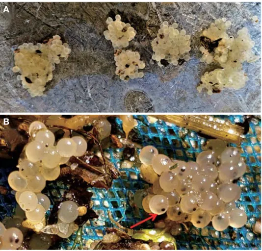 Fig. 9.  Morphological characteristics of fertilized eggs (A, egg mass) and development stage (B) in natural spawning sites