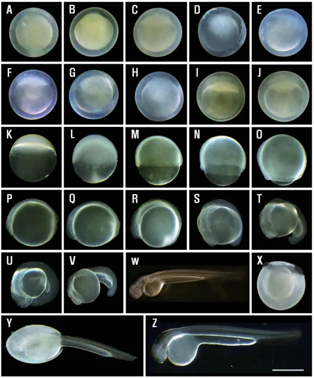 Fig. 2.  Egg development of Coreoleuciscus splendidus. The animal pole is located on the top for the cleavage stages
