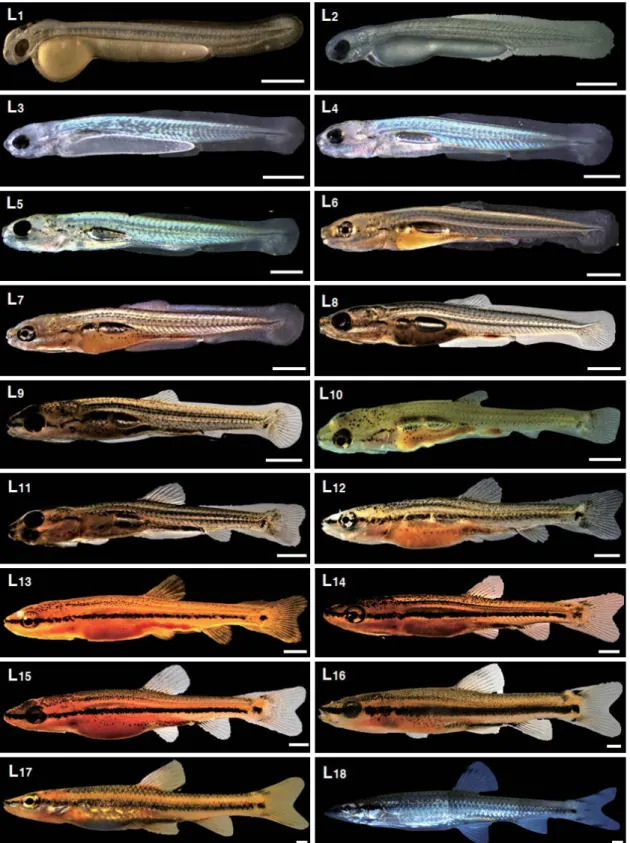 Fig. 3.  Larva and Juvenile development of Coreoleuciscus splendidus. L 1 ~ L 4  stage is pre-larva; L 5 ~ L 14  stage is post-larva; L 15 ~ L 18  stage is ju-