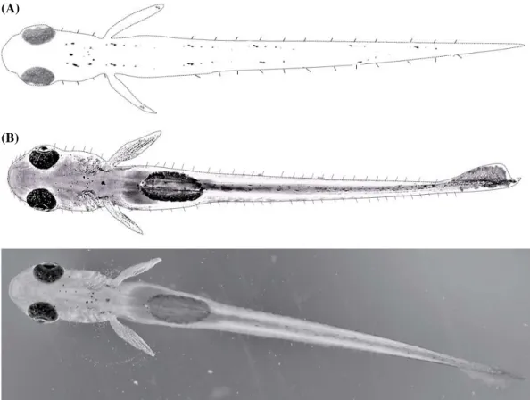 Fig. 6.  Dorsal view of rod-like cupulae appearing in larvae of Coreoleuciscus splendidus