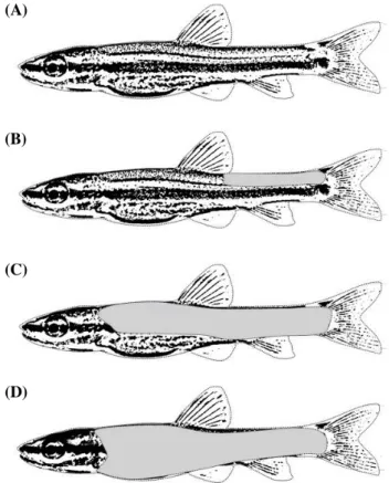 Fig. 7.  Sequencing of squamation in reared juvenile Coreoleuciscus 