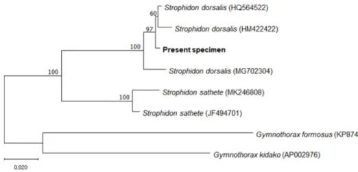 Fig. 4.  The phylogenetic relationships inferred using the Neighbor-Joining method. The numbers above the branches reveal bootstrap values.
