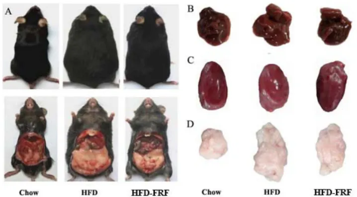 Fig. 5. Representative macroscopic pictures of male C57BL/6 mice from different groups at the end of experiment