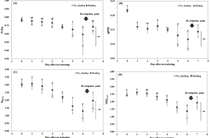 Fig. 4. Changes in chlorophyll fluorescence parameters of Cnidium officinale Makino under different shading conditions