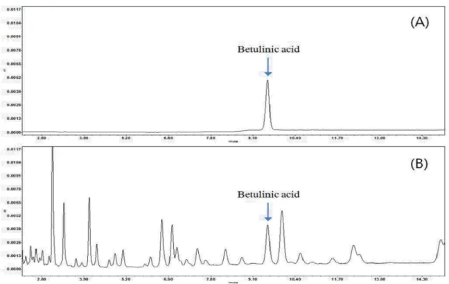 Fig. 2. Comparison of UPLC chromatogram of betulinic acid in standard (A) and dried jujube (B) (detector; UV 210  ㎚, column; Sencell C18, mobile phase; solvent A; 0.1% phosphoric acid in DW, solvent B; acetonitile, gradient system; (0 - 15.0 min; 60% solve