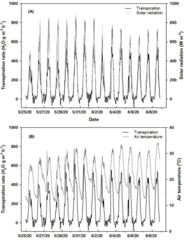Fig.  7. Changes in the transpiration rate of Cnidium officinale Makino according to solar radiation (A) and air temperature (B) from May 25 to June 8 in 2020.