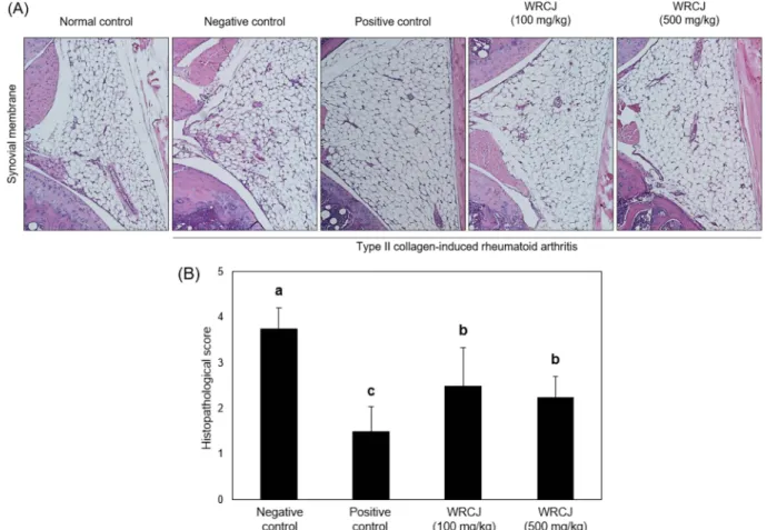 Fig. 3. Improvement effect of WRCJ on infiltration of inflammatory cell on synovial membrane