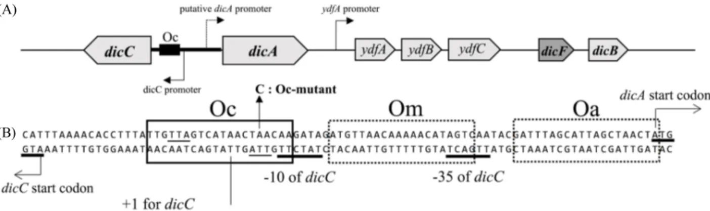 Fig. 1.  A schematic of dic genes and DNA sequence of the promoter region of the dicA and dicC genes (Yun et al., 2012)