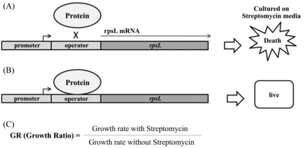 Fig. 3.  A principle of the In vivo DNA binding assay. The pHL1105 plasmid system should be introduced to HL100 strain which has rpsL20 mutant that  streptomycin resistant