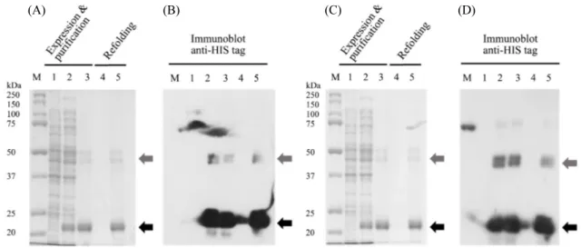 Fig. 6.  15% SDS-PAGE and Immunoblot analysis of DicA-6Xhis protein (A, B) and DicA1-6Xhis mutant protein (C, D)