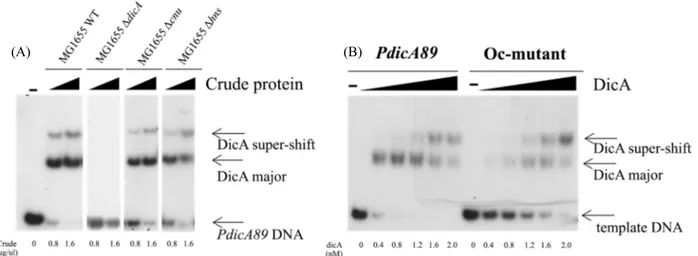 Fig. 8.  In vitro DNA binding to PdicAC89 of crude extract of E. coli (A) and purified DicA binding assay with different DNA templates, PdicA89 or  Oc-mutant (B)