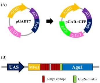 Fig. 1.  Vectors and reports used in this study. (A) pGADT7 and pGAD-  tGFP plasmids. The pGAD-tGFP plasmid expresses LEU2-TurboGFP,  but not LEU2