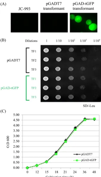Fig. 2.  Growth of the yeast expressing LEU2-TurboGFP. (A) The yeast  harboring pGAD-tGFP plasmid successfully expresses Leu2-TurboGFP