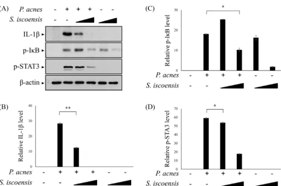 Fig. 3.  The effect of S. iscoensis extract in P. acnes-induced inflammatory responses