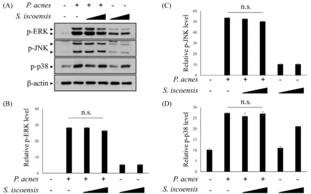 Fig. 5.  The effect of  S. iscoensis extract in P. acnes-induced MAPK signaling pathway
