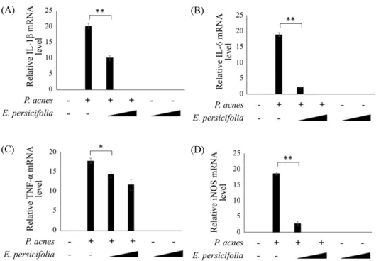 Fig. 2.  The effects of E. persicifolia extract in P. acnes-induced cytokine expression
