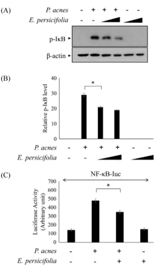 Fig. 4.  The effect of  E. persicifolia extract in P. acnes-induced NF-κB  signaling pathway