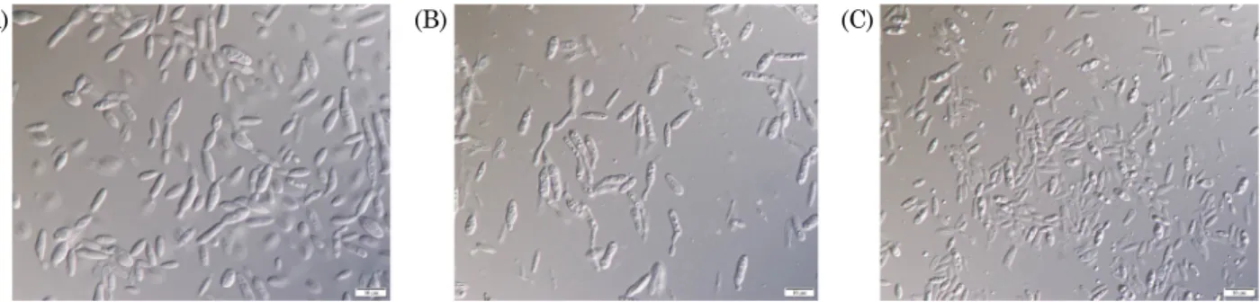 Fig. 1.  Morphology of the cell on YM agar after 3 days at 20°C. (A) ON22 T  (B) G10 T  and (C) G15 T 