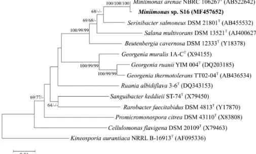 Fig. 1.  Neighbour-joining phylogenetic tree based on 16S rRNA gene sequences showing the position of S16 among recognized  Miniimonas species and  some other related taxa