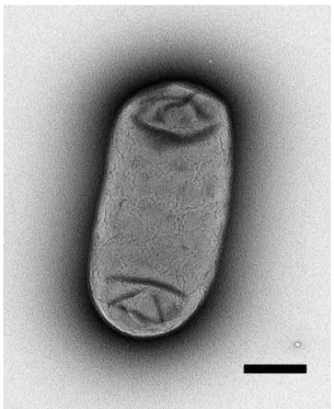 Fig. 2.  Morphology of a strain S16 cell as determined by transmission  electron microscopy (Bar, 0.5 µm).
