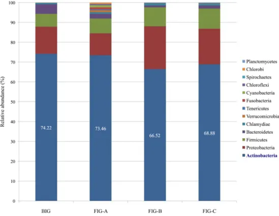 Fig. 3. Bacterial composition at the phylum level of BIG, FIG-A, FIG-B, and FIG-C.