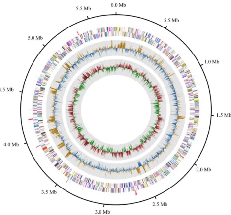 Fig. 1.  Graphical circular map of Bacteroides sp. KGMB 02408. From the center to the outside: GC skew (red and green), G + C content (yellow and blue),  CDSs on the reverse strand (colored by COG categories), CDS on the forward strand (colored by COG cate