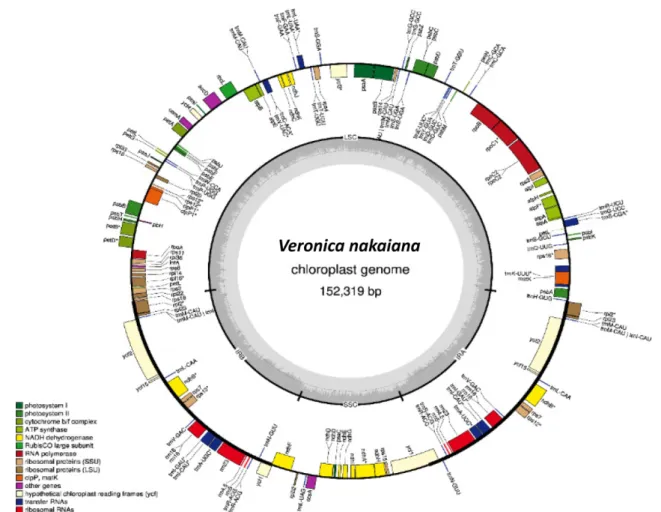 Fig. 1. Structural map of the chloroplast genome in Veronica nakaiana. Asterisks indicate genes containing intron.