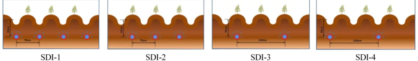 Fig. 1.  Treatments with the combination of lateral spacing (0.7 m or 1.4 m) and placement position (under ridge or  furrow) of dripline for subsurface drip irrigation (SDI) system used in this study