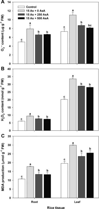 Fig. 3.  Effect of ascorbate (AsA) application on the content of superoxide (A; O 2 •− ), hydrogen peroxide (B; H 2 O 2 ), and 