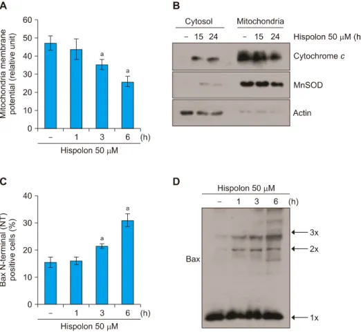 Figure 4.  Hispolon reduces mi- mi-tochondria membrane potential. (A)  Caki cells were treated with 50 M  hispolon for the indicated time periods