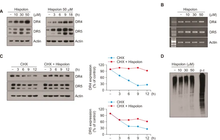Figure 5.  Hispolon induced up-regulation of DR4/5 expression at the post-translational levels