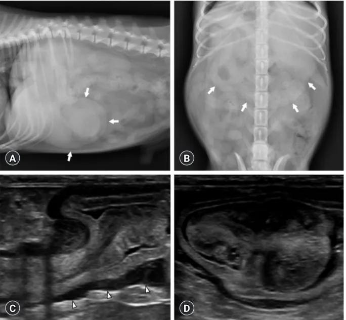 Fig. 1.  Right lateral (A) and ventrodorsal (B) abdominal radiographs and ultrasonographic images of the stomach (C, D)