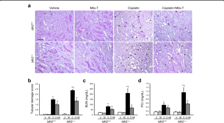 Fig. 1 IDH2 de ﬁciency aggravates renal histological and functional impairments after cisplatin administration