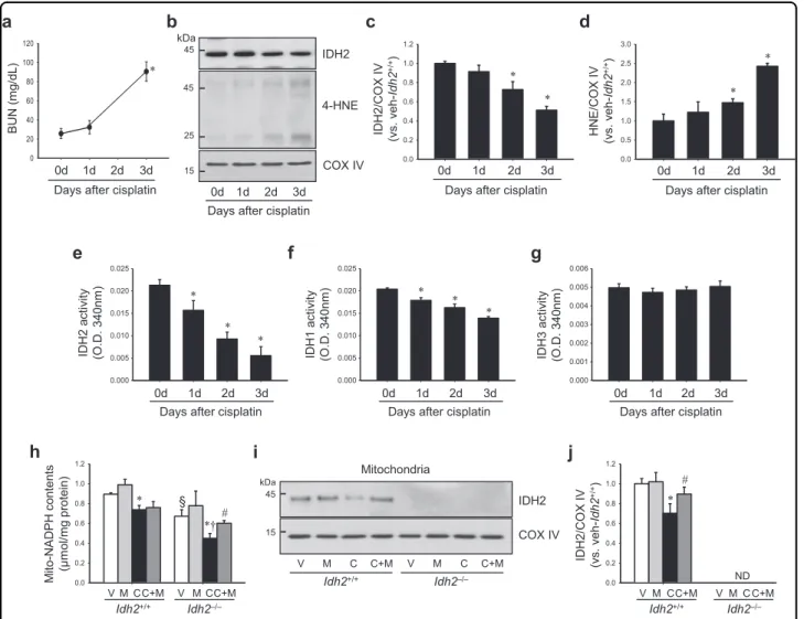 Fig. 3 Cisplatin administration decreases IDH2 expression and NADPH levels. Idh2 ‒/‒ mice (h –j) and wild-type (Idh2 +/+ ) littermates (a –j) were intraperitoneally injected with either cisplatin (C, 20 mg/kg B.W.) or 0.9% saline (vehicle, V) once