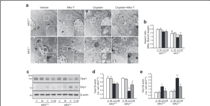 Fig. 5 IDH2 de ﬁciency augments mitochondrial damage after cisplatin administration. Idh2 ‒/‒ mice and wild-type (Idh2 +/+ ) littermates were intraperitoneally injected with either cisplatin (C, 20 mg/kg B.W.) or 0.9% saline (vehicle, V) once
