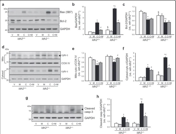 Fig. 6 IDH2 de ﬁciency exacerbates apoptosis after cisplatin administration. Idh2 ‒/‒ mice and wild-type (Idh2 +/+ ) littermates were