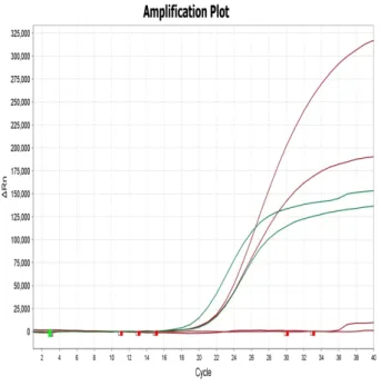 Fig. 3. Positive of BCoV Real-Time PCR. 