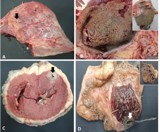 Fig. 1. Gross lesions at necropsy.  (A) Yellow material (Black arrow)  deposited on the lung surface