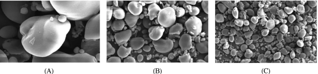 Fig.  3.  Scanning  electron  micrograph  of  tuber  starch  in  water  chestnut.  From  the  left,  magnification  (A)×3000,  (B)×1000,  and 