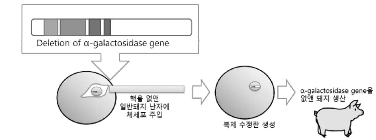Figure 2. The method for development of gene modified animal to produce bioorgan. 점을 크게 우려하고 있어 각국 정부는 이종장기용  동물의 생산 및 관리에 대한 안전지침을 마련하고  있다
