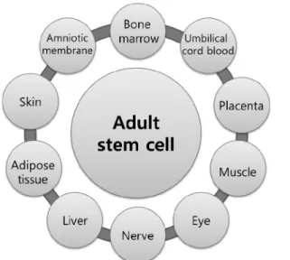 Figure 3. Strategies to develop the tissue engineering product.