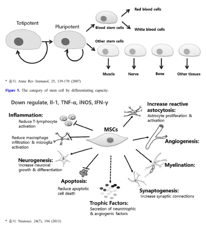 Figure 5. The category of stem cell by differentiating capacity.