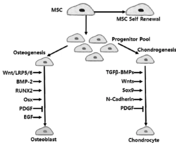 Figure 7. The structure of stem cell niche. *출처: Hum Gene Ther. 21(10), 1226-1238 (2010) Figure 8