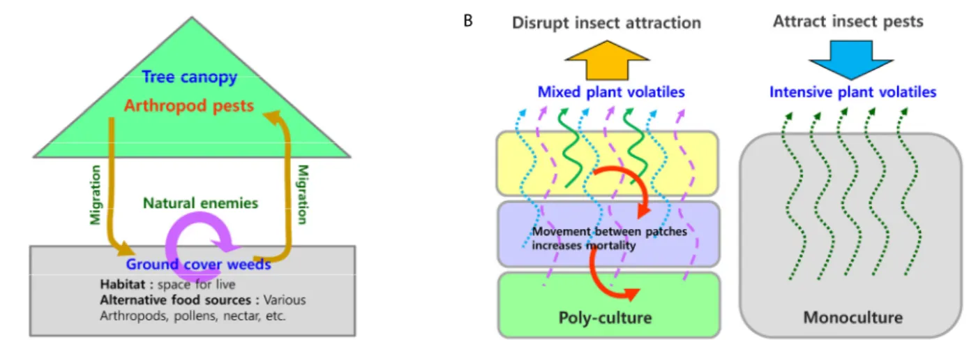 Fig. 2.  Conceptual diagram of pest density suppression by natural enemy hypothesis (A) and food source concentration hypothesis (B) in  diversified agro-ecosystem.