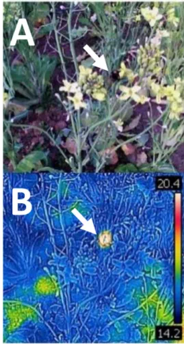Fig. 4.  Detection of two major apple diseases (anthracnose on fruit and Marssonia blotch on leaves, white arrows) at the KARI by using  thermal imaging to develop an automated disease detection tool